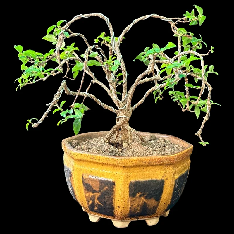 LAGASTROEMIA PINK MALPIGHEA